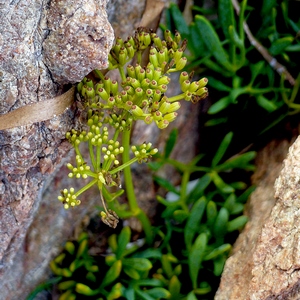 Plante verte poussant entre deux rochers - France  - collection de photos clin d'oeil, catégorie plantes